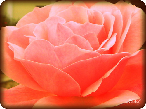 Rose | by Btl..