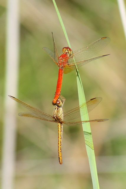 Dragonflys, Bohena Creek