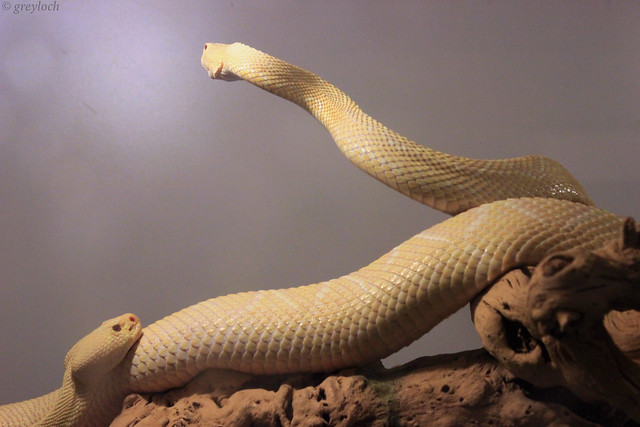 albinistic Eastern Diamondback Rattlesnakes
