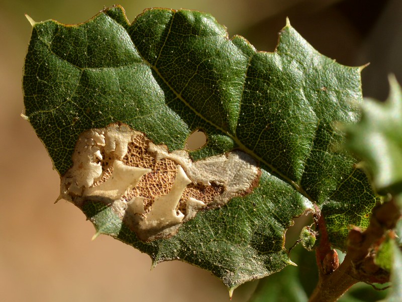 Odd "blister" on a leaf of Coast Live Oak (Quercus agrifolia, Fagaceae) - how oak leaves get "skeletonized"