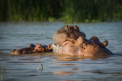 Hippos 3