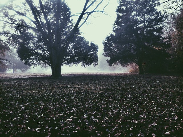 Fog on the Cajun-grounds