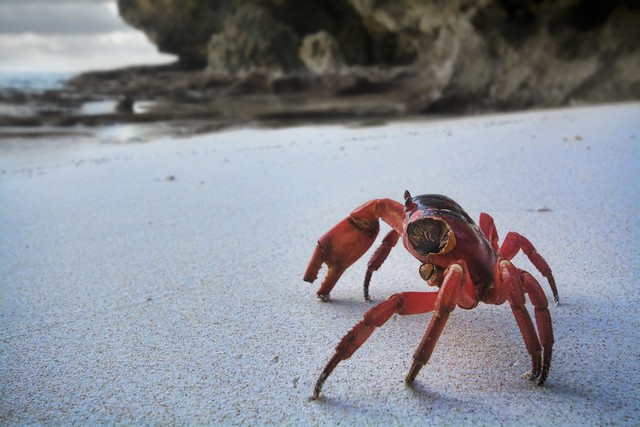 survivor crab
