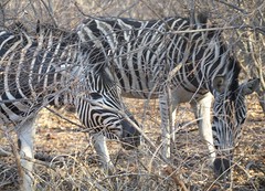 Zebras