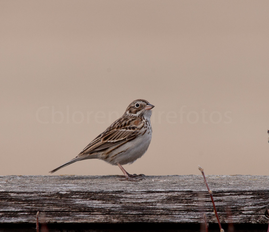 Mystery Sparrow