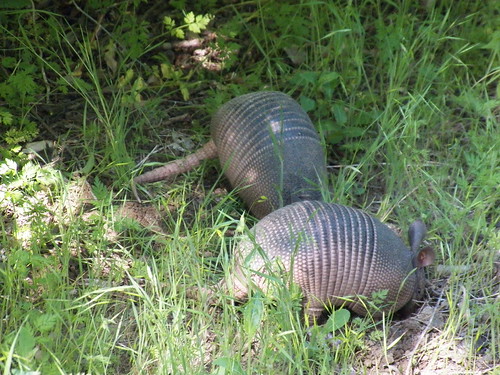 Nine-banded armadillo | by gurdonark