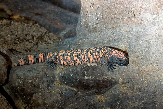 Gila Monster (Heloderma suspectum) at Woodland Park Zoo (4)