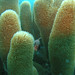Culebra Reef Fish