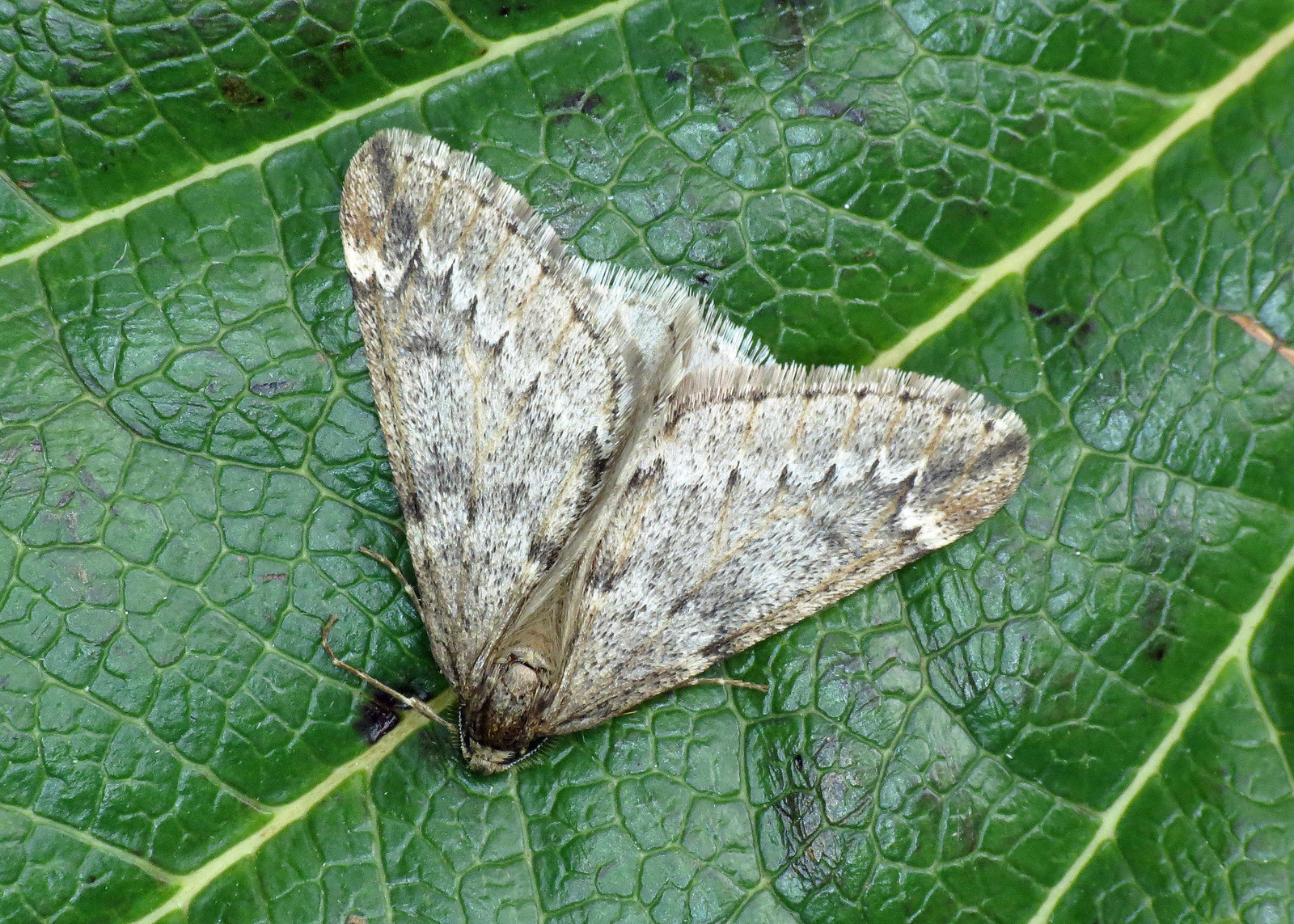 1663 March Moth - Alsophila aescularia