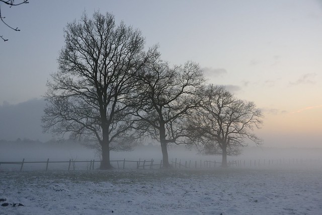 Nebel im Winter
