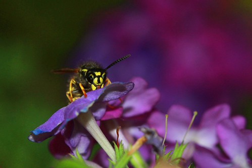 looking sweet.... | by sbtelford55