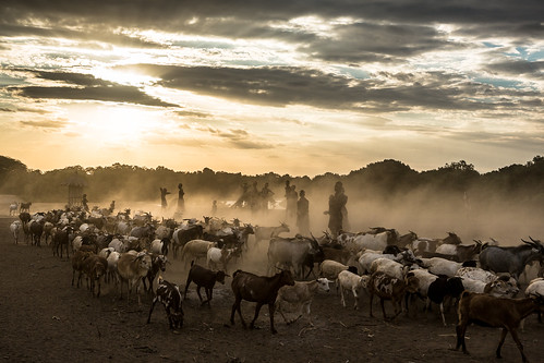 africa sunset goats omovalley ethiopia dust goatherd omoriver karatribe dusvillage