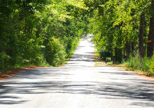 trees summer usa vanishingpoint texas backroad paved easttexas walkercounty texasscenes woodfarmroad