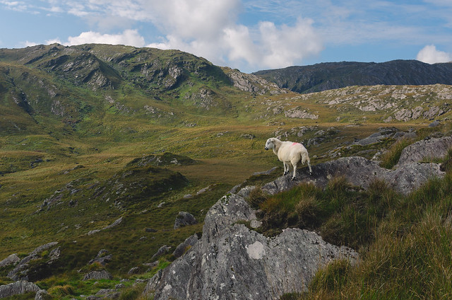 Glengarriff mountain sheep