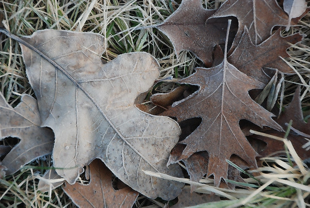Frost on Oak Leaves, Morton Arboretum, November 23, 2013 60 full bp