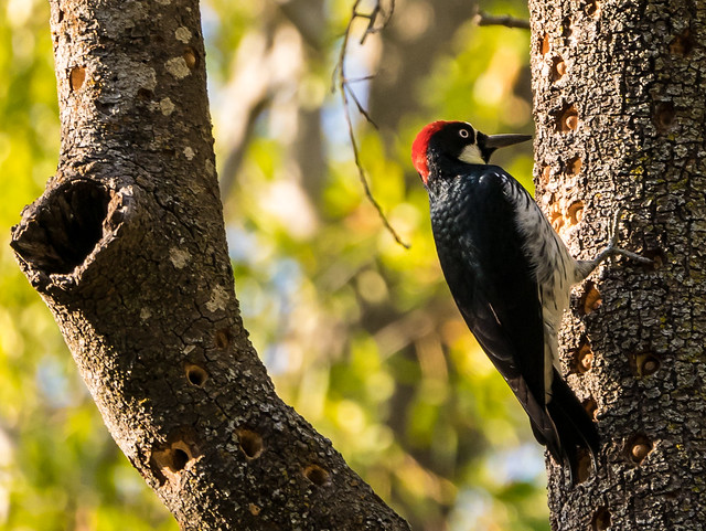 Woodpecker @ Rancho San Antonio in CA