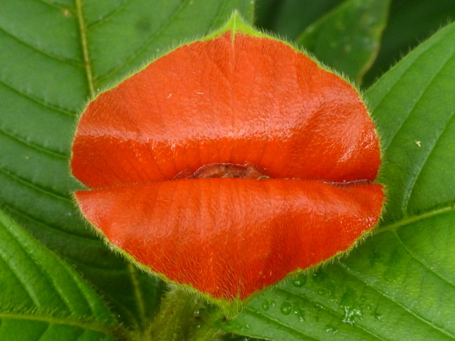 Hot Lips, Psychotria poeppigiana, Rubiaceae