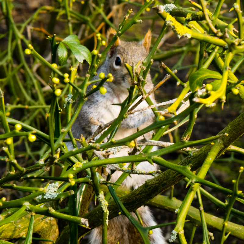 Squirrel playing coy