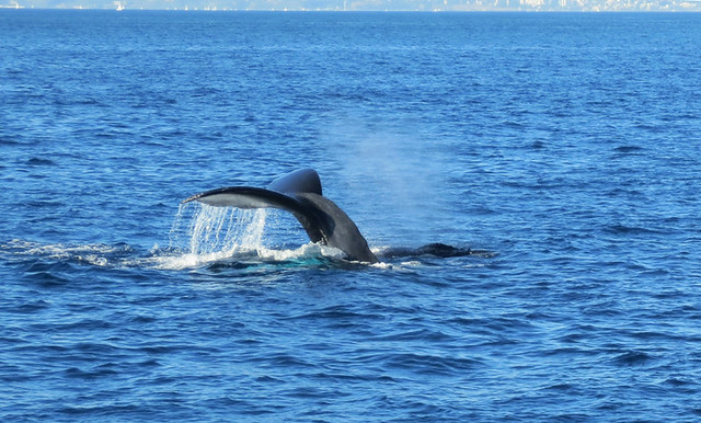 Whale Watching Trip