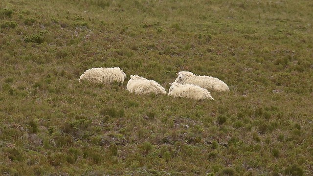 Fleecy Sheep on The Clears Chatham Island New Zealand