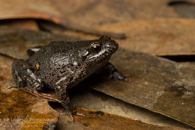 Eastern Smooth Frog