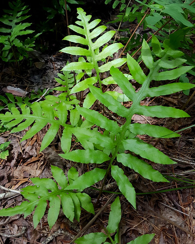 fern green frond woodwardia blechnaceae woodwardiaareolata nettedchainfern