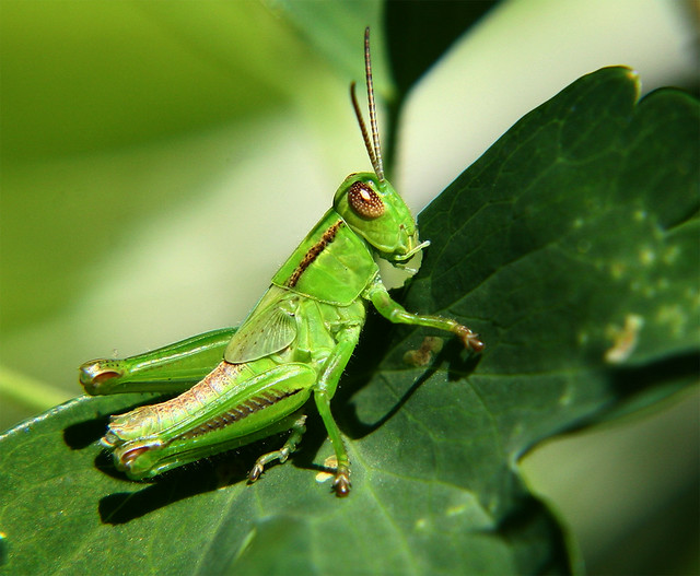 green-cricket-w