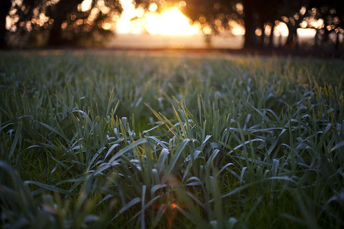 dawn by eb78, Spring Island, South Carolinamorning sc grass sunrise dawn south southcarolina southern goldenhour d