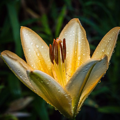 square lily squareformat 7d aftertherain 50mm18 iphoneography instagramapp uploaded:by=instagram brycehoover hoovdaddy h00vdaddy 3clixpix
