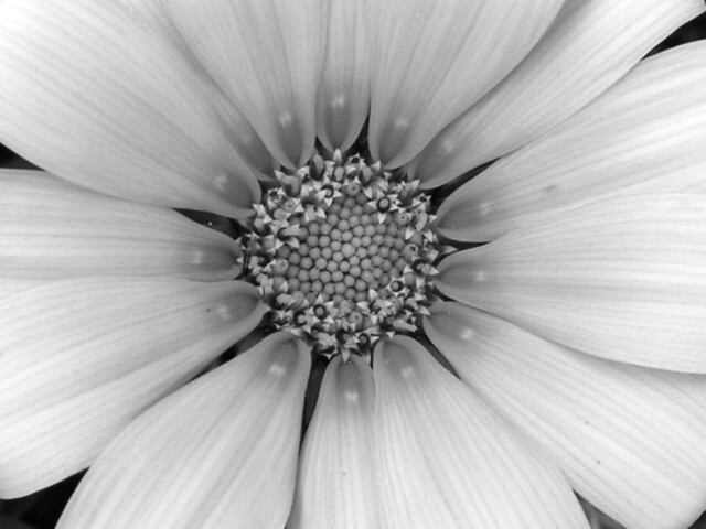 Black&White Flower