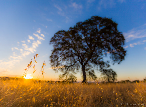 california tree grass sunrise unitedstates jamestown