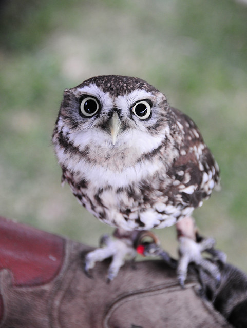 Little Owl (Athene noctua) on a Falconer's Glove