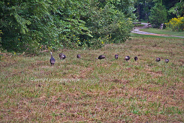 Wild Turkeys on the Run