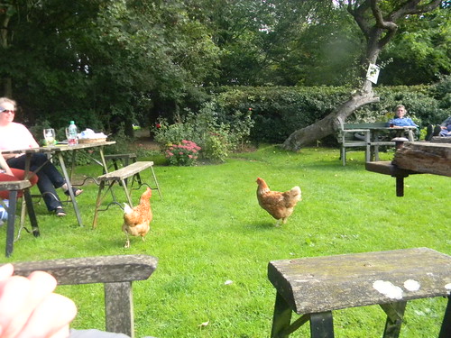 Chickens in the pub garden Goring Circular The Bell, Aldworth