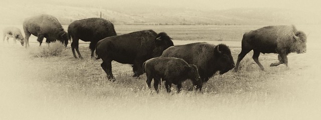 in a buffalo herd - explore
