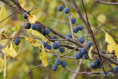 Алыча - cherry plum -  myrobalan  (Prunus cerasifera) - in Russia
