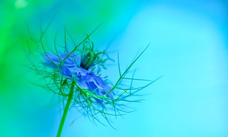 Love in a Mist! | by paulapics2