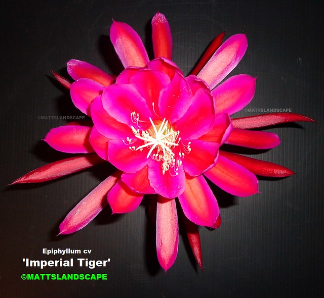 Epiphyllum cv 'Imperial Tiger' (Bloom pic #1 front)