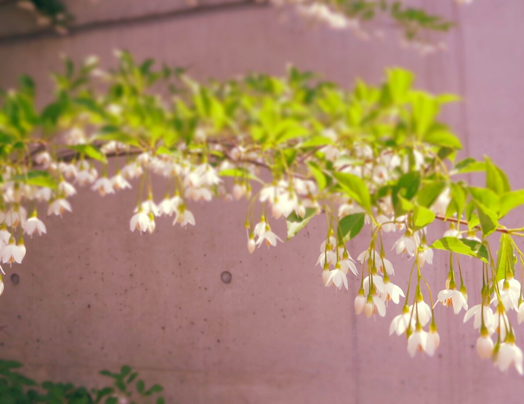 下向きに咲く花 路地裏を覗いたら 下向きに咲いている花を発見 こういう枝が沢山あって わさわさ咲いていました Flickr