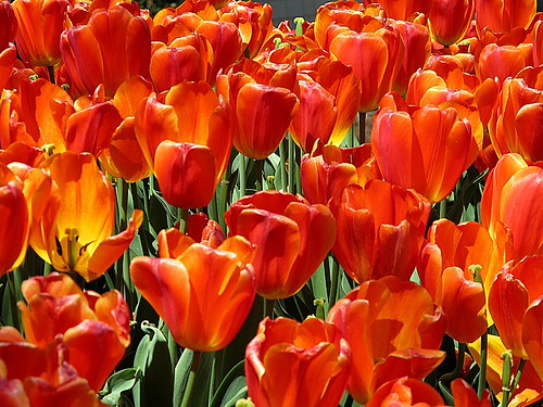 Springtime fantasia | by The Gifted Photographer