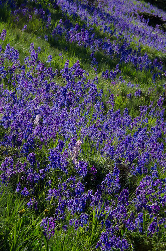 pink blue montana mutant mountainside wildflower delphinium delphiniumbicolor