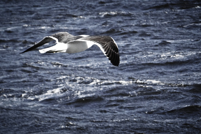Gull in flight, Lindisfarne