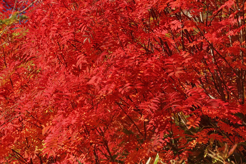 焼岳の紅葉
