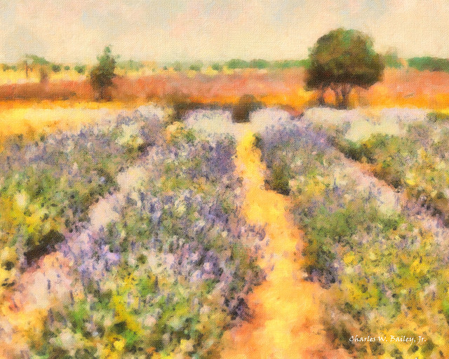 Digital Oil Painting of a Lavender Field in Fredericksburg, Texas