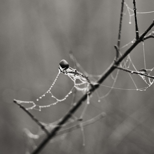 Frozen twigs. Spider silk.
