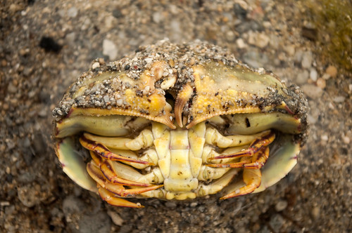 Shy Crab | by xander.dacyon