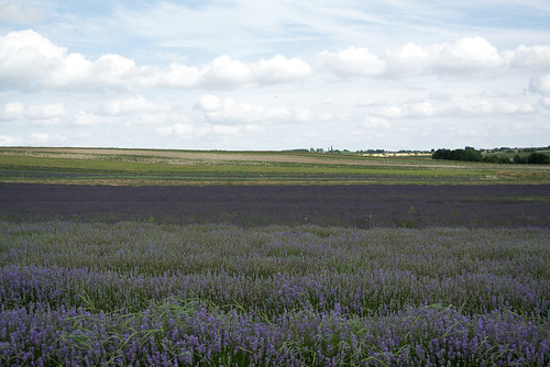 Hitchin Lavender Farm Arlesey to Letchworth Garden City