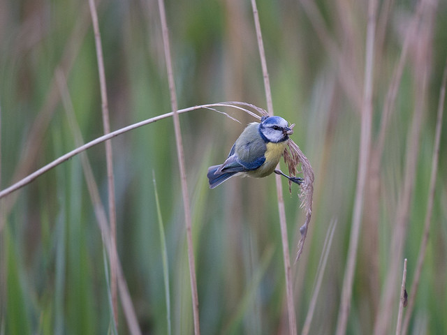 Blue Tit feeding on reeds