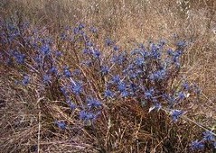 Blue devil (Eryngium ovinum)