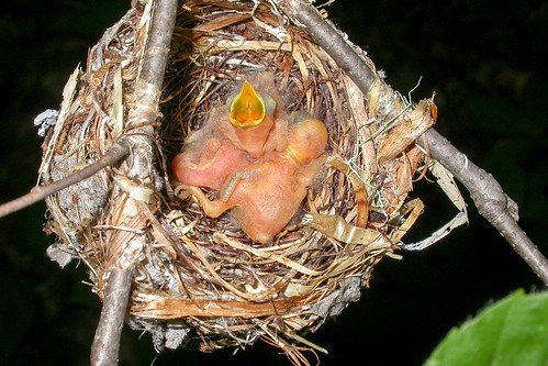 bird nid nest wildlife birding juvenile ornithology birdwatching oiseau faune redeyedvireo ornithologie juvénile viréoauxyeuxrouges